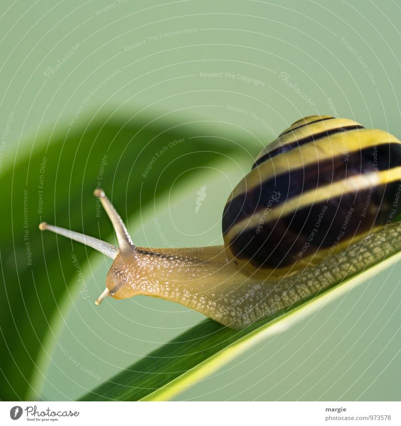 Schneckenpost: eine gelb braune Schnecke auf einem Stängel mit neutralem Hintergrund Umwelt Natur Pflanze Gras Blatt Tiergesicht ästhetisch grün Vorsicht