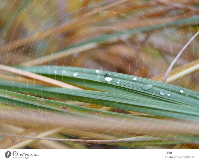 Grashalme Halm Seil Wassertropfen Makroaufnahme