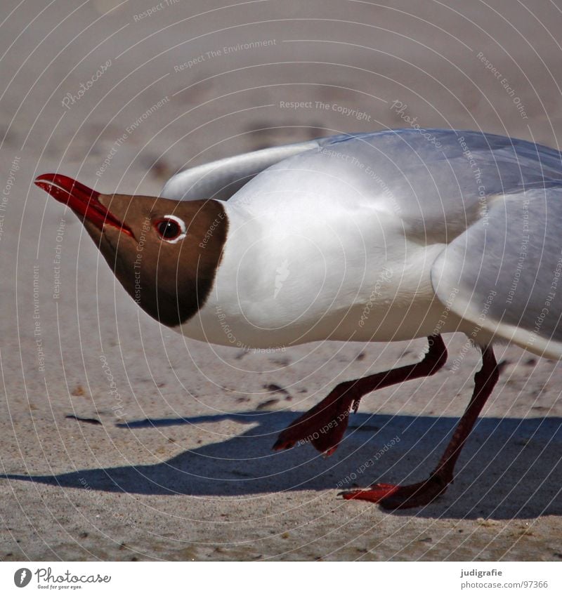 Angriff Lachmöwe Möwe Vogel Sommer Strand Meer See Ferien & Urlaub & Reisen Feder Schnabel Fischland Weststrand drohend Ornithologie Umwelt Wut Wildnis Tier