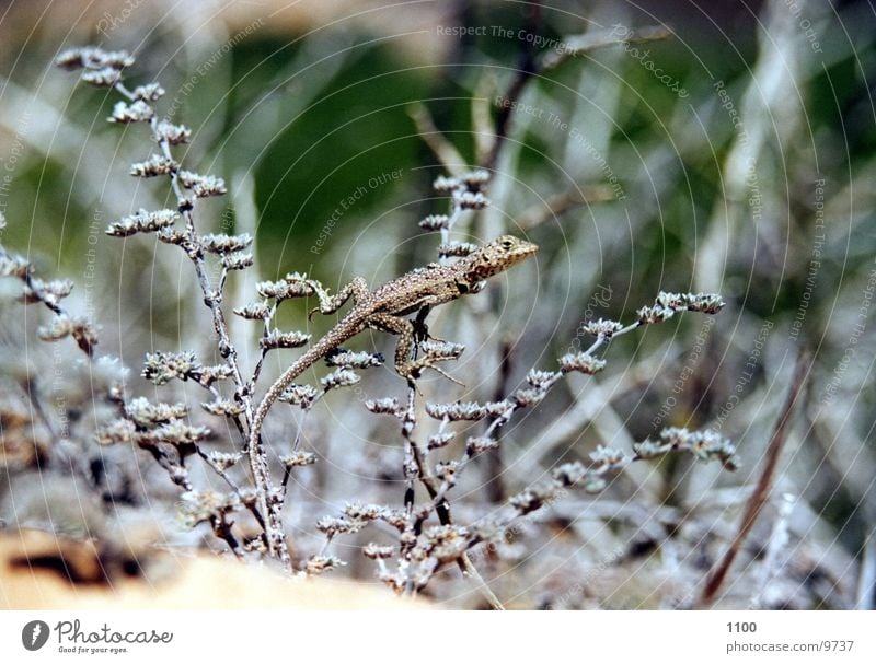 Eidechse Echte Eidechsen Echsen Gras Sträucher Bodenbelag Sand