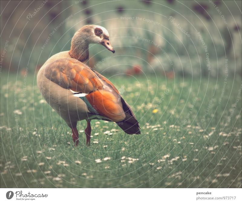 fliegen | bodenpersonal Natur Urelemente Frühling Schönes Wetter Park Wiese Tier Vogel 1 ästhetisch exotisch Ente mehrfarbig Gänseblümchen Brille Gans Nilgans