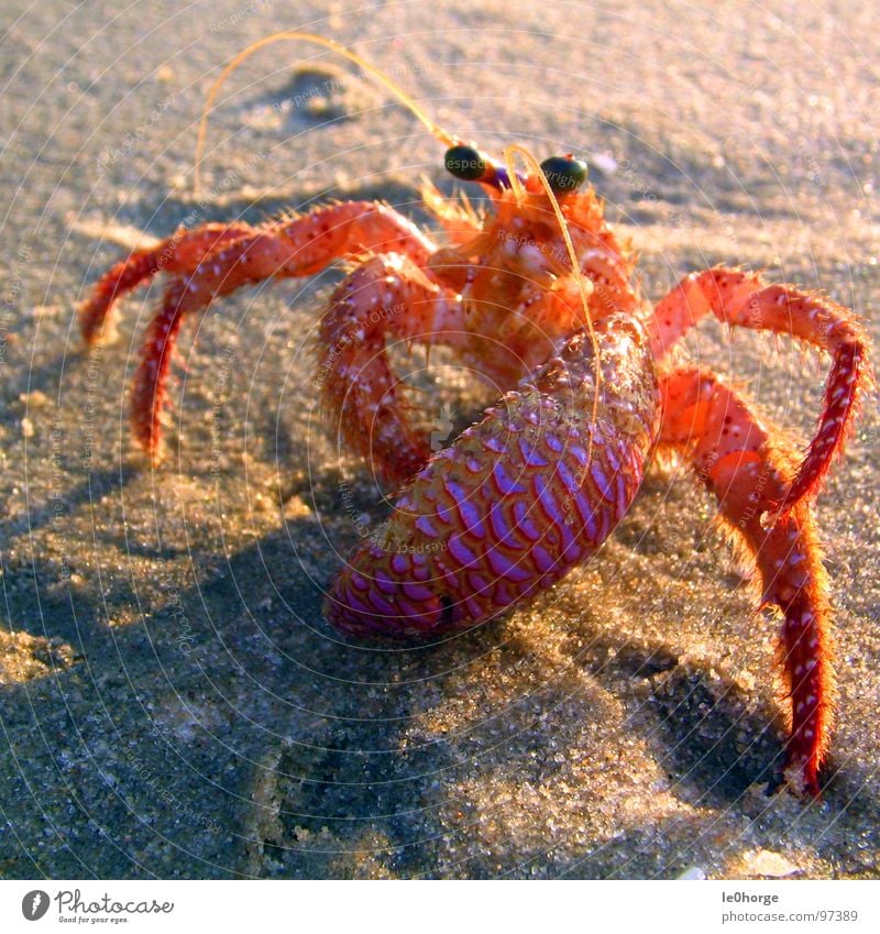 Was guckst Du? Strand Fühler Sonnenuntergang Angriff Neugier heimatlos Angst Panik Fisch Küste Sand Krebstier Auge Beine Defensive