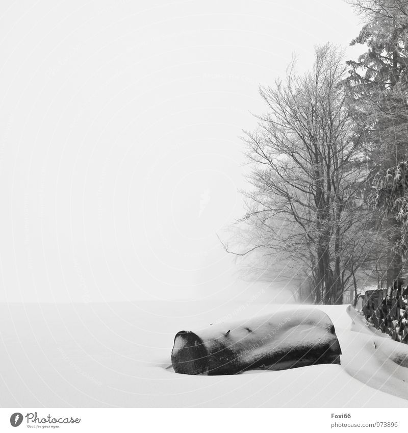 Winterschlaf Forstwirtschaft Landwirtschaft Industrie Landschaft schlechtes Wetter Nebel Eis Frost Schnee Baum Nadelbaum Feld Wald Holz genießen dunkel