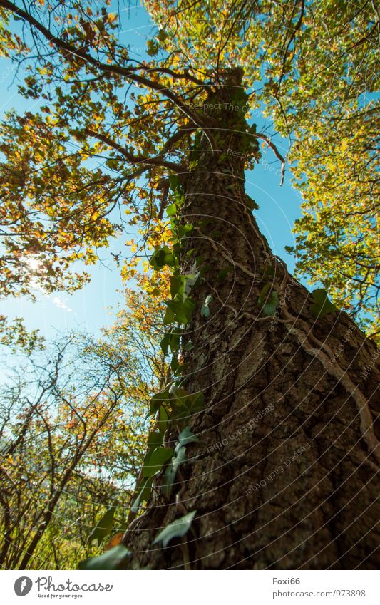 langlebig......hoffentlich! Natur Himmel Wolken Herbst Baum Efeu Wildpflanze Eiche Laubwald Wald Gesundheit Zusammensein natürlich schön stark blau braun gelb