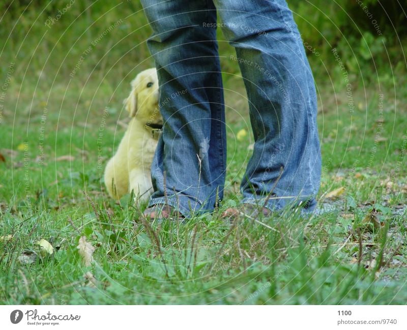 Bei Fuss Hund Gras Wiese grün Welpe Fuß Beine