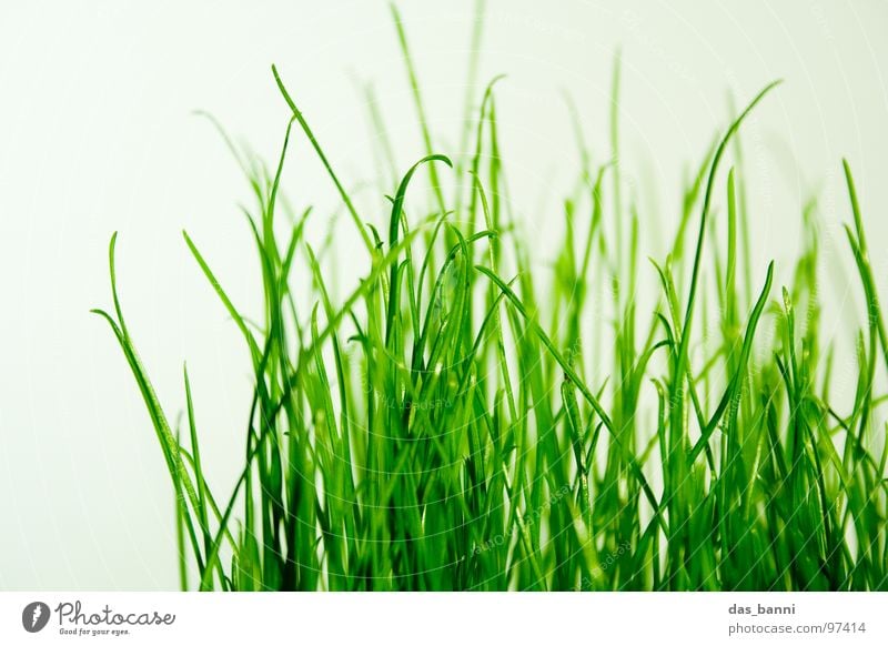 clean gras die zweite - Raum ist Luxus! Gras Halm Grasnarbe Grasbüschel Vor hellem Hintergrund grasgrün Photosynthese