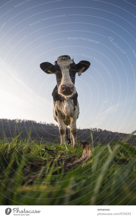 kuhgst du? Ferien & Urlaub & Reisen Tourismus Ausflug Berge u. Gebirge wandern Natur Landschaft Pflanze Tier Himmel Gras Wiese Feld Nutztier Kuh 1 beobachten