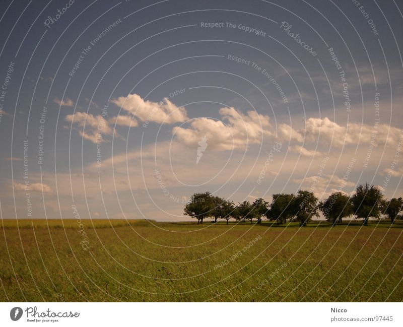 Sommer! wandern Physik Warmes Licht Feld Landwirtschaft Wolken Wohlgefühl angenehm Stimmung Morgen Abend himmelblau Heimat grün gelb Baum Setzling Apfelbaum