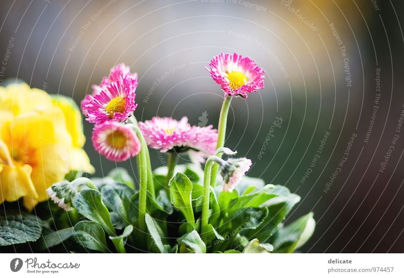 Flowers III Natur Pflanze Tier Blume Blatt Blüte Garten Blühend Wachstum Duft schön mehrfarbig gelb grün rosa weiß Gänseblümchen Duftveilchen Freisteller