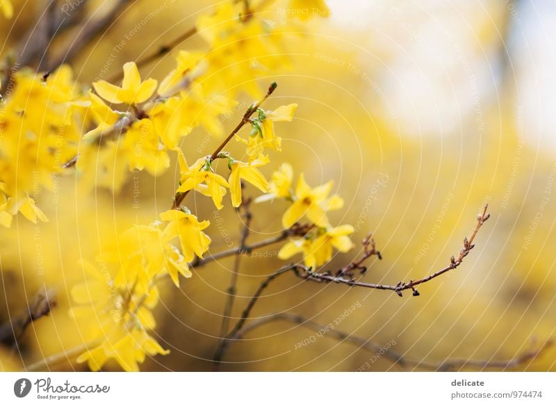 Forsythien Natur Frühling Pflanze Blume Sträucher Blüte Forsythienblüte Forsithie Garten Wiese Feld beobachten Blühend Duft leuchten gelb Unschärfe