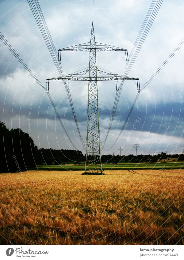 Field of Gold Ernte Weizen Ähren Feld Kornfeld Gerste Landwirtschaft Bauernhof Herbst Fußweg Waldrand grün Wiese Spurrinne ländlich Baum Elektrizität Strommast