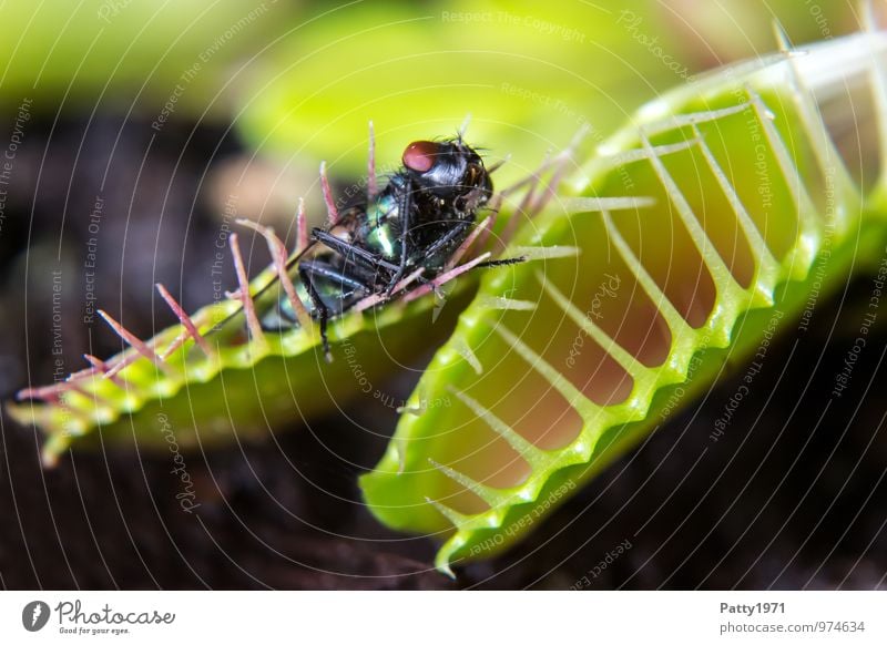 Venusfliegenfalle mit Beute Pflanze exotisch dionaea muscipula Fleischfresser Tier Fliege 1 Fressen Jagd stachelig Farbfoto Innenaufnahme Menschenleer Tag