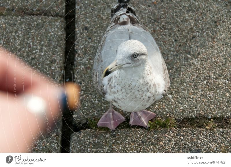 lass endlich | fliegen | blöde Hand! Finger Tier Vogel 1 füttern Blick betteln Fressen Möwe Möwenvögel Vogelperspektive Vogelfutter Pflastersteine Außenaufnahme