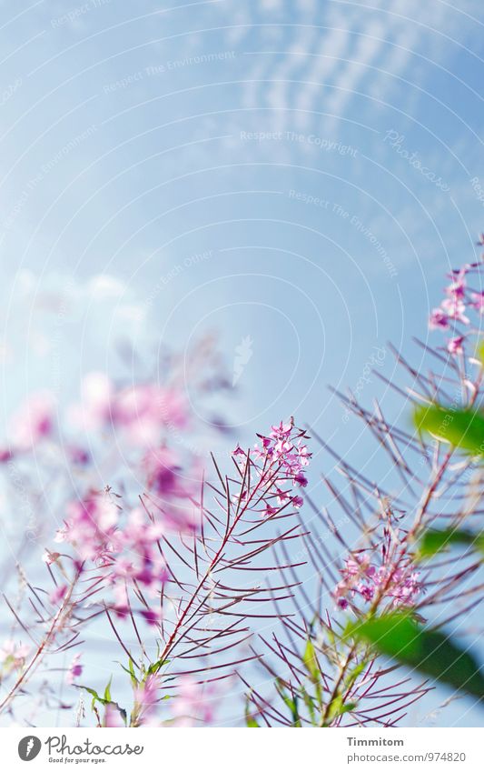 Statt Drogen. Sommer Umwelt Natur Pflanze Himmel Wolken Schönes Wetter Freundlichkeit hell natürlich blau grün rosa Gefühle Lebensfreude Farbfoto Außenaufnahme