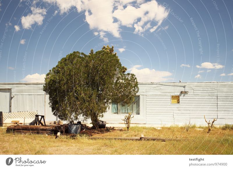 baum Umwelt Natur Himmel Wolken Sonne Sonnenlicht Schönes Wetter Baum Haus Einfamilienhaus Hütte Bauwerk Gebäude Architektur Verfall Vergangenheit