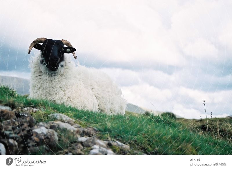 black &white (2) Schaf Gras Weide grün weiß schwarz Horn steinig sitzen liegen Republik Irland Wolkenhimmel bedeckt Außenaufnahme Farbfoto Menschenleer