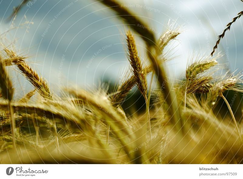 weizenreiz Weizen Feld Weizenfeld Kornfeld Landwirtschaft funktionierend Ernährung Schweiz Grundstein Lebensmittel Richtung links rechts durcheinander