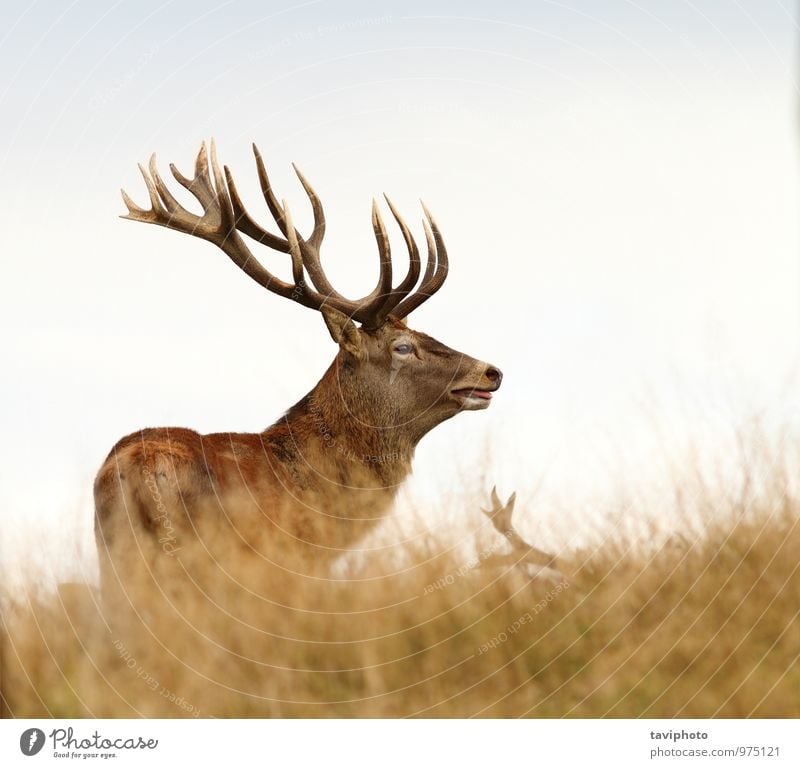 schöner Hirsch auf einer Wiese stehend Spielen Jagd Mann Erwachsene Natur Tier Herbst Wald Pelzmantel Brunft groß wild braun rot Einsamkeit Farbe Jahreszeiten