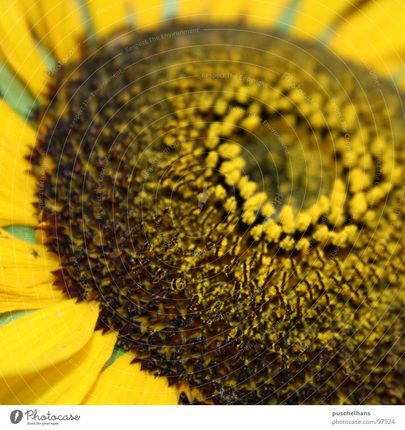 sun Blume Sonnenblume grün gelb braun nah Dinge Freude Makroaufnahme Nahaufnahme Sommer Glück Garten