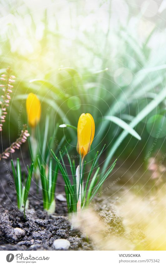 gelbe Krokus im Frühjahr Garten Lifestyle Freizeit & Hobby Dekoration & Verzierung Natur Pflanze Frühling Blume Park Blumenstrauß springen bud garden Krokusse