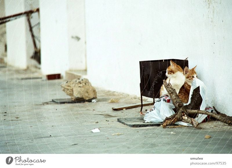 Katzen im Hinterhof Griechenland Ferien & Urlaub & Reisen Ghetto Meer Verkehrswege Arme Insel