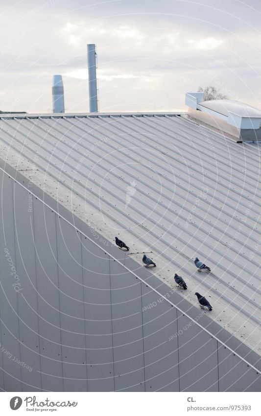 5 tauben Himmel Wolken Industrieanlage Fabrik Gebäude Dach Schornstein Tier Taube Tiergruppe Umwelt Farbfoto Gedeckte Farben Außenaufnahme Menschenleer Tag