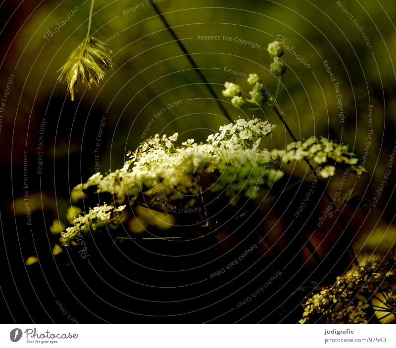 Wiese Gewöhnliche Schafgarbe Wiesenkerbel Gefleckter Schierling Blüte Blume Pflanze Stengel Doldenblütler Bedecktsamer weiß braun schwarz Sommer Umwelt Wachstum