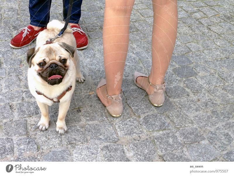 Ansichten eines Mopses Mensch maskulin feminin Fuß 2 Umwelt Straße Pflastersteine Schuhe Turnschuh Tier Haustier Hund 1 Stein Blick stehen authentisch Coolness