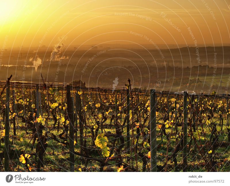 Goldener Sonnenaufgang Licht Stimmung Morgen aufstehen wach Guten Morgen Weinberg Rheingau Eltville Herbst aufwachen niedlich Industrielandschaft Weinlese Blatt