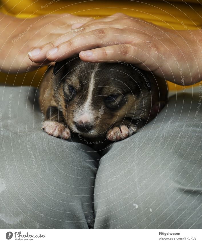 Welpenalarm Arme Hand Finger 1 Mensch Tier Haustier Hund Tierjunges Brunft Umarmen Zufriedenheit Lebensfreude Fürsorge Hundeschnauze Hundeblick Hundekopf