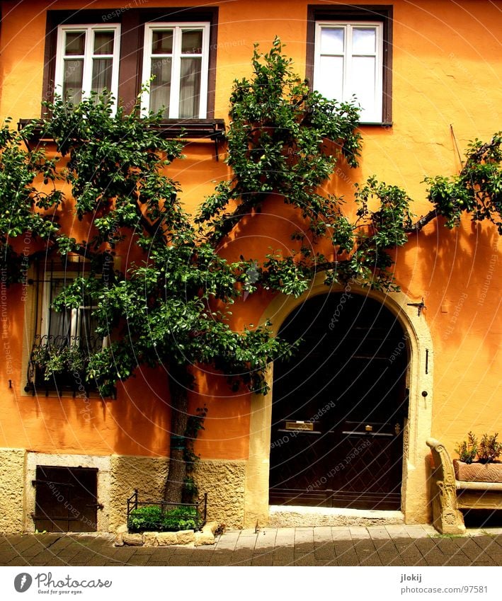 Baumhaus Haus Rothenburg ob der Tauber Wachstum Fenster Eingang Berghang Kopfsteinpflaster grün Kellerfenster Sightseeing Tourist zusammenwachsen Zusammensein