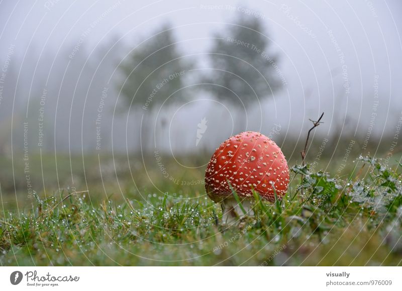 Fliegenpilz vor dem Tor Behandlung Alternativmedizin Rauschmittel Medikament Pilze sammeln Homöoparth Natur Pflanze Herbst Nebel Wiese Wald Essen authentisch