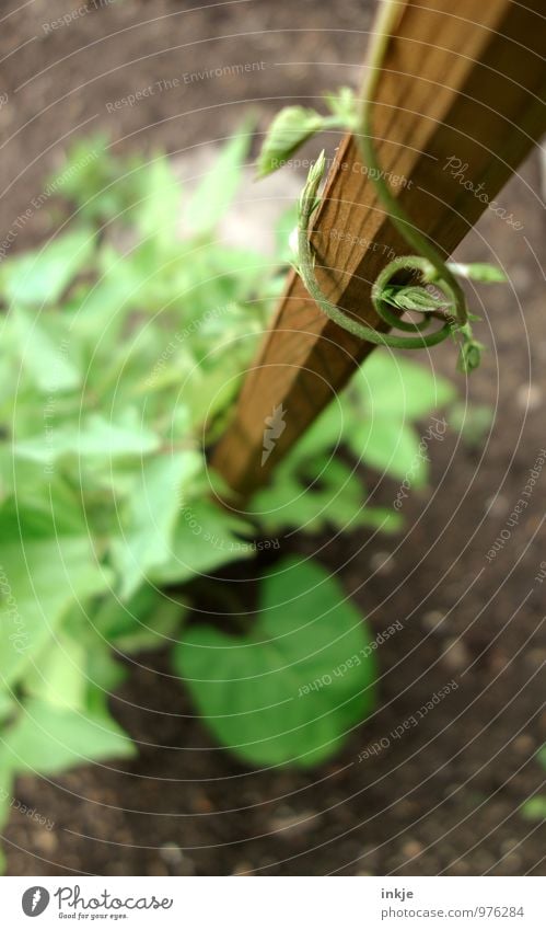 Kletterbohne Gartenarbeit nutzbeet Landwirtschaft Forstwirtschaft Natur Sommer Nutzpflanze Ranke Kletterpflanzen stangenbohnen Bohnen Wachstum frisch Gesundheit