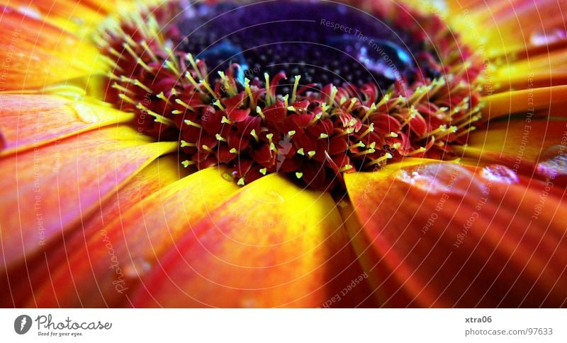 sunlike Gerbera Blüte Blütenblatt strahlend zart Blume Pflanze Blütenpflanze rot Verlauf mehrfarbig Sommer sommerlich Physik frisch gelb springen Frühling