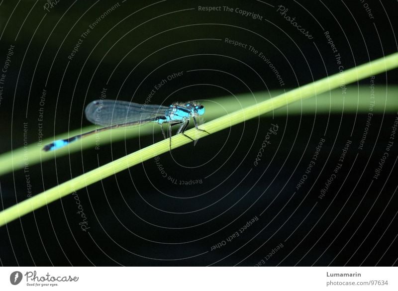 Halmhocken Libelle Insekt Klein Libelle Azurjungfer Becher Azurjungfer Gras Seegras Teich Gewässer beobachten Pause ruhig schmal dünn zierlich lang fein zart