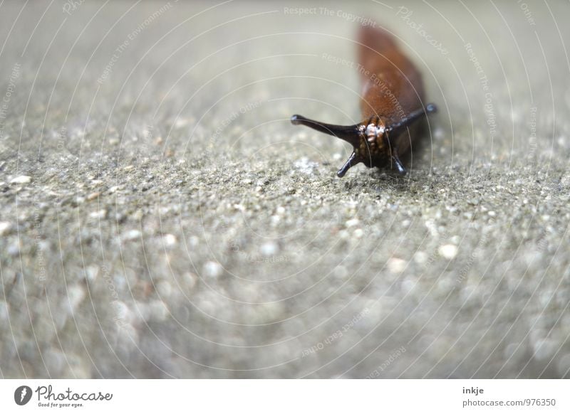 Nacktschnecke Tier Wildtier Schnecke Tiergesicht Nacktschnecken Fühler 1 einfach Ekel lang nackt braun grau schleimig krabbeln langsam Farbfoto Außenaufnahme