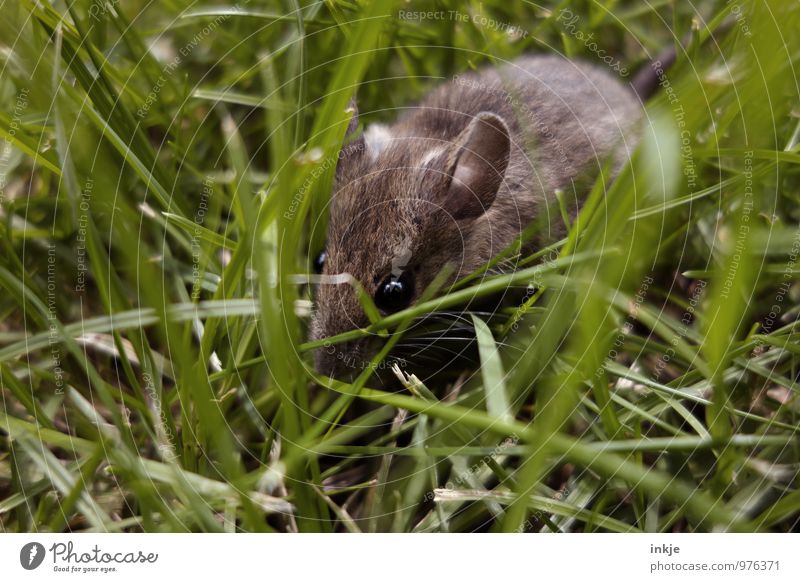 Mäuschen 3 Frühling Sommer Gras Wiese Tier Wildtier Maus Tiergesicht 1 hocken krabbeln frei klein Neugier niedlich braun grün Gefühle Schutz Natur Farbfoto