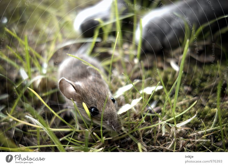 curiosity... Frühling Sommer Gras Garten Wiese Tier Haustier Wildtier Katze Maus Tiergesicht Pfote 2 Jagd krabbeln bedrohlich Todesangst gefährlich Verzweiflung