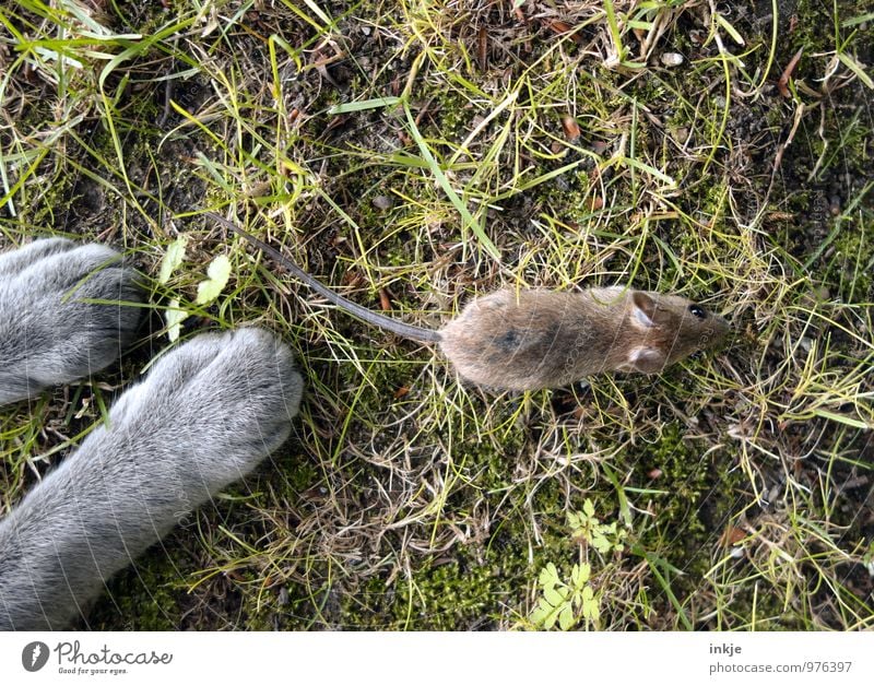 ...kills. Tier Frühling Sommer Herbst Gras Garten Haustier Wildtier Katze Maus Pfote 2 Jagd krabbeln bedrohlich Gefühle geduldig Hoffnung Angst Entsetzen