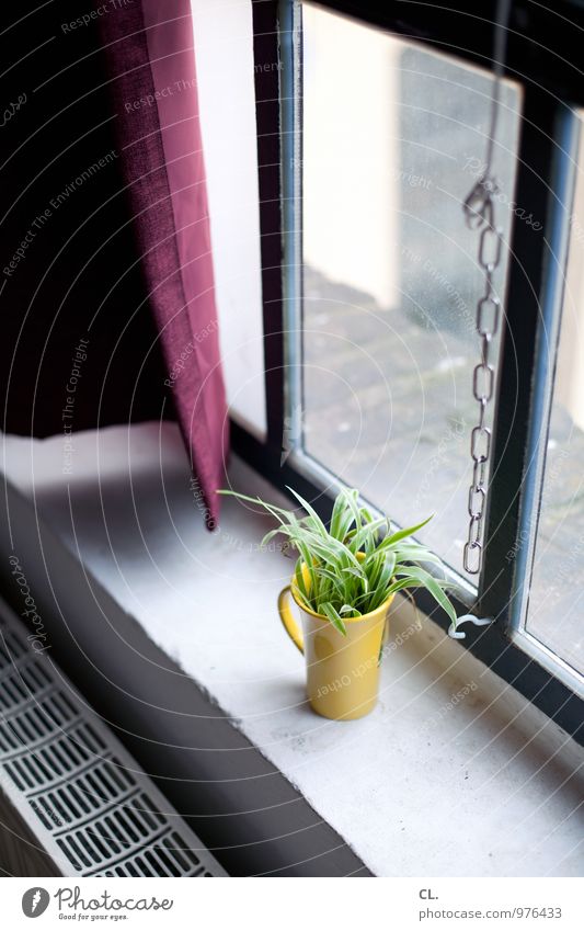 am fenster Häusliches Leben Wohnung Dekoration & Verzierung Raum Pflanze Mauer Wand Fenster Heizung Heizkörper Blumenvase Becher Fensterbrett Kette Vorhang