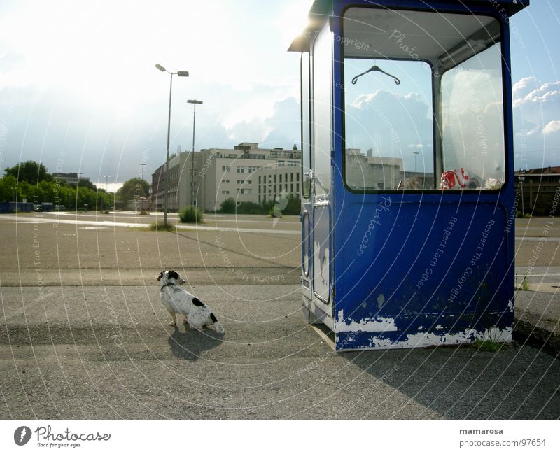 Flecki auf verlorenem Posten Parkplatz Einsamkeit Kleiderbügel Messe Welpe Treue Freundschaft lustig Hund Wachsamkeit blau frei Feierabend Langeweile verfallen