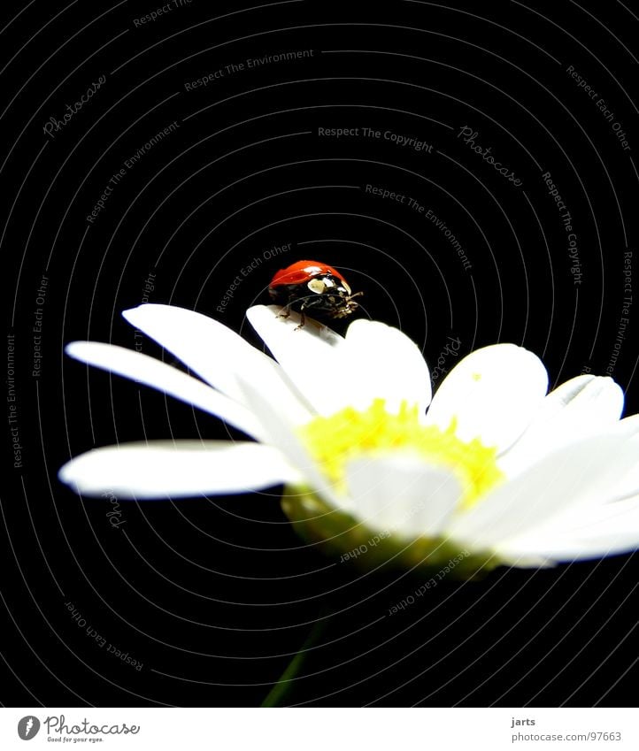 M+M Marienkäfer Blume Sommer Blüte rot Margarite Käfer Punkt jarts Junikäfer Margerite