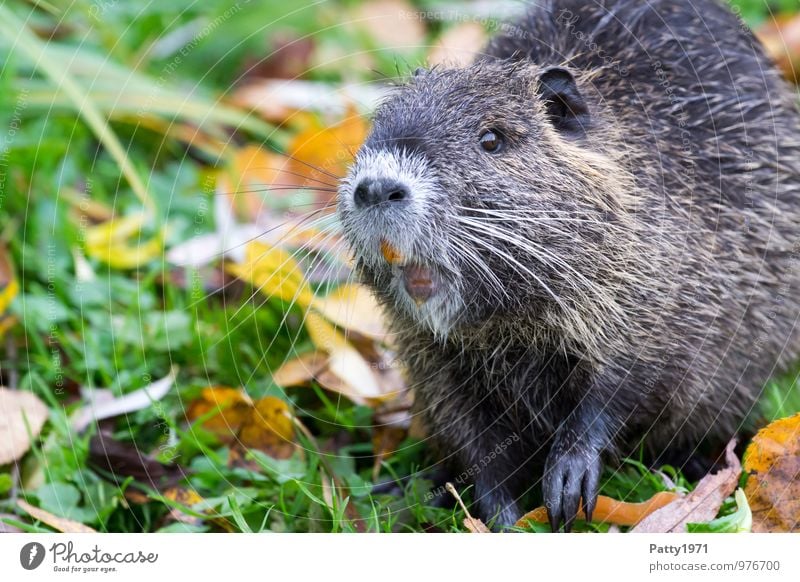 Nutria Wildtier Biberratte Myocastor coypus 1 Tier beobachten Neugier Freiheit Farbfoto Außenaufnahme Nahaufnahme Tag Tierporträt Blick