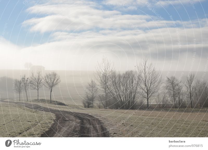 Sonntagsspaziergang im Winter Spaziergang Landschaft Himmel Nebel Eis Frost Baum Sträucher Wiese Haus Hütte Wege & Pfade Vogel Tiergruppe hell kalt Stimmung