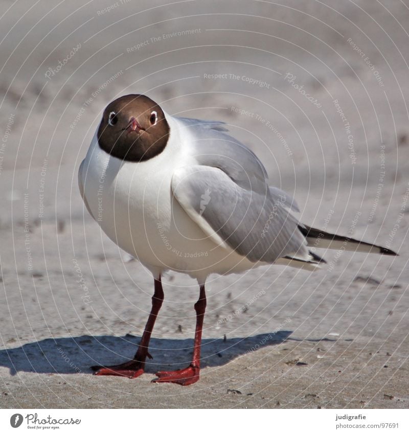 Lach, Möwe! Lachmöwe Vogel Sommer Strand Meer See Ferien & Urlaub & Reisen Feder Schnabel Fischland Weststrand Ornithologie Umwelt Wut Wildnis Tier Ärger