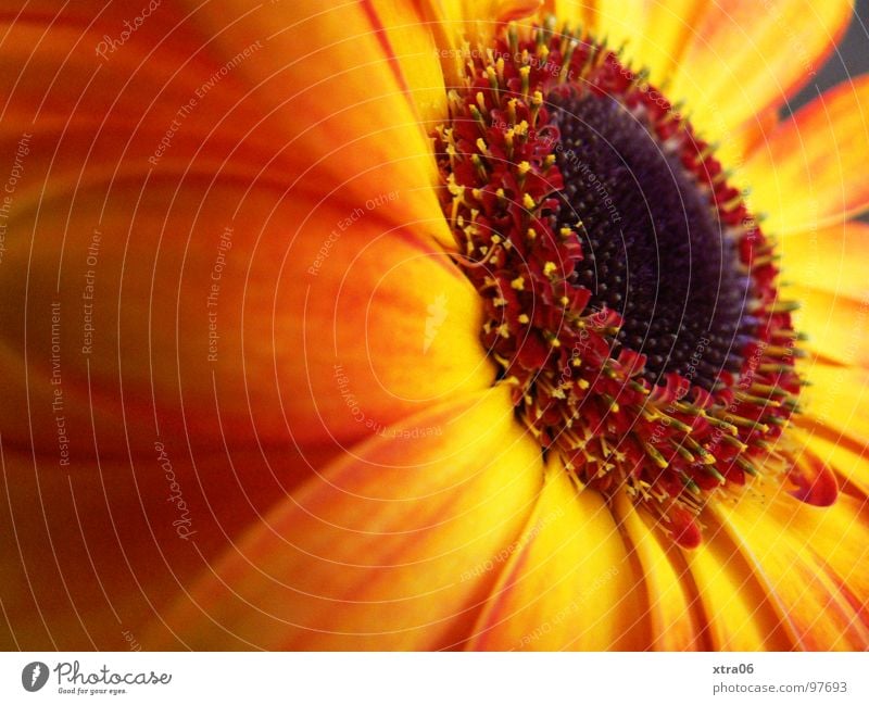 firelike Gerbera Blüte Blütenblatt strahlend zart Blume Pflanze Blütenpflanze rot Verlauf mehrfarbig Sommer sommerlich Physik frisch springen Frühling Beiboot