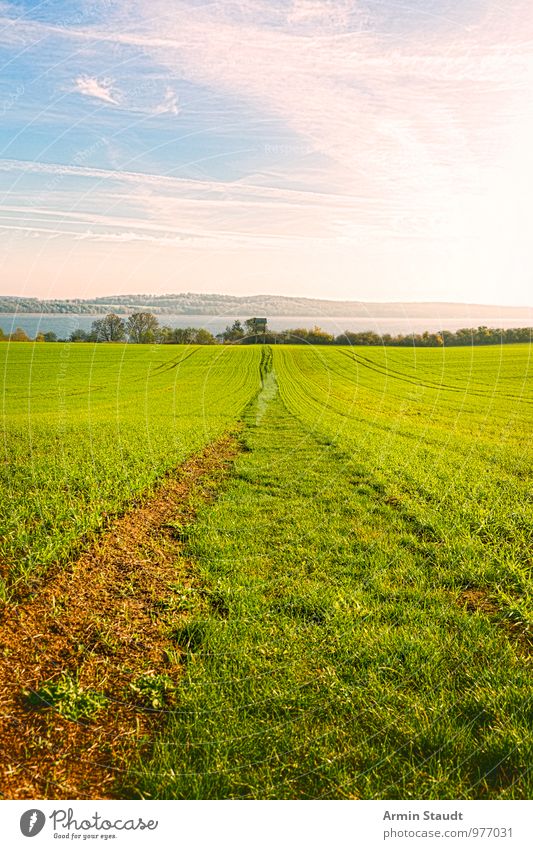 Feldweg zum See Umwelt Natur Landschaft Erde Himmel Sonne Frühling Sommer Schönes Wetter Wiese Mecklenburg-Vorpommern Fußweg Wege & Pfade leuchten Wachstum