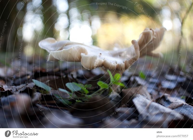 pilz. Umwelt Natur Landschaft Pflanze Erde Herbst Schönes Wetter Wildpflanze Pilz Blatt Laubwald Waldboden Unkraut natürlich Farbfoto Außenaufnahme Nahaufnahme