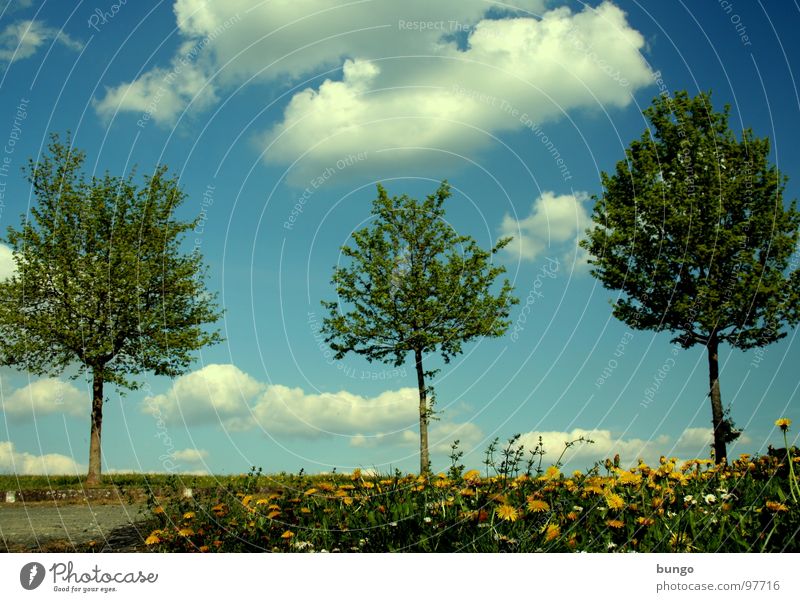 Die drei Muskebäume Baum Baumreihe Wolken aufgereiht 3 Frühling Reifezeit austreiben Wachstum Wiese Blume Löwenzahn Himmel Reihe Ast Linie Natur Trieb Pflanze