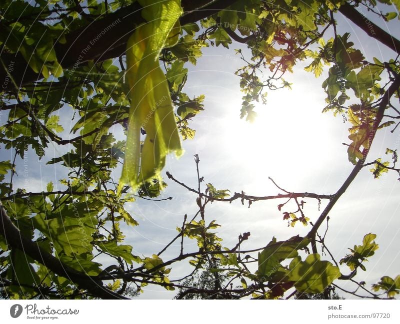 waypoint@expedition Menschenleer gelb Stoff gebunden wickeln Teile u. Stücke Baum Blatt blenden Wolken schlechtes Wetter Wiese Umgebung Osten Sicherheit Natur